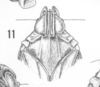 Habitus, dorsal view: !! display not done !! on Nymphocixia unipunctata Van Duzee, 1923: (Observation).