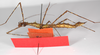 CollectionObject 1563582; 319f5be7-f2e3-43af-8b9e-dc9abd87f05d: copyright ZMB, Berlin. female, ventral view (paratype). (CollectionObject).;CollectionObject 1563583; 29e3fc68-5ba3-459e-8d94-8a556d00c7a8: copyright ZMB, Berlin. female, ventral view (paratype). (CollectionObject).