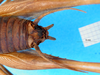 CollectionObject 1500217; 6c55a45a-7869-41f1-bc12-e8d7232b2bad: male, abdomen tip, ventral view (syntype). (CollectionObject).