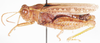 Rhodesiana maculata Dirsh, 1959: male, lateral view. (Otu).