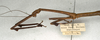 CollectionObject 1559468; 8a2ff06a-1cb6-40b6-b158-ef9de67ab8d3: copyright NMW, Vienna. female: head and thorax, lateral view of Dixippus imitator (paralectotype). (CollectionObject).;CollectionObject 1559469; 8495945e-a007-4390-81ef-b757614bae22: copyright NMW, Vienna. female: head and thorax, lateral view of Dixippus imitator (paralectotype). (CollectionObject).