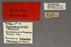 CollectionObject 1573438; MVMA T 4428, f27192b2-8409-4d3d-bda7-f3904cef9e95: Copyright Museum Victoria / CC BY. Neotype, male, labels. (CollectionObject).