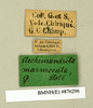 CollectionObject 1572857; 03188aa1-33b8-4b20-b579-0a6754a69835: Copyright Natural History Museum, London. Labels from non-type (adult female) in BM(NH). (CollectionObject).