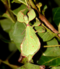 CollectionObject 1591424; f1b0d741-8fe5-4945-a7be-b601252ce9b9: copyright Jérôme Constant. female in nature, Phuoc Binh N.P., Vietnam in July 2014 (paratype). (CollectionObject).;CollectionObject 1591425; 73f53a4a-addf-4166-b647-84bc99bb65d7: copyright Jérôme Constant. female in nature, Phuoc Binh N.P., Vietnam in July 2014 (paratype). (CollectionObject).;CollectionObject 1591426; fc0d3e43-6abb-4460-958c-50a8290d00b4: copyright Jérôme Constant. female in nature, Phuoc Binh N.P., Vietnam in July 2014 (paratype). (CollectionObject).