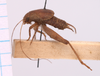 CollectionObject 1542387; bee56be2-4a9d-4c72-a43f-f01a6d087462, CNMS 5511: male, lateral view (holotype). (CollectionObject).