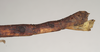 CollectionObject 1559426; NHMUK(SF IMPORT DUPLICATE) 844602, 404a42de-b0fc-4c69-be1c-c11288a485f8: copyright Natural History Museum, London. female: end of abdomen, lateral view of synonym Lonchodes hosei herberti (holotype). (CollectionObject).