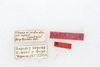 CollectionObject 1581019; 1f7a7211-3b28-4000-96d6-498e02708be1: female, labels (paratype). (CollectionObject).