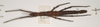 CollectionObject 1558464; 265a6e3d-8035-485c-aba9-aec681d49b9a: copyright OUMNH. female, dorsal view (syntype). (CollectionObject).;CollectionObject 1558465; d166c98e-8403-4894-9ef3-61957b4ef40b: copyright OUMNH. female, dorsal view (syntype). (CollectionObject).