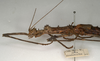 CollectionObject 1557790; 5644cd22-a2b5-4531-ba20-c5bc47f99360: copyright NMW, Vienna. female: head and thorax, lateral view (syntype). (CollectionObject).;CollectionObject 1557791; b5684d07-b045-408c-920d-16935fc22f18: copyright NMW, Vienna. female: head and thorax, lateral view (syntype). (CollectionObject).