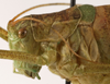 CollectionObject 1534724; 145d6574-663e-4e06-b65b-11799f757cbd: female pronotum, lateral view (allotype). (CollectionObject).