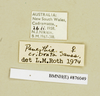CollectionObject 1572998; bff4a4d6-920b-49da-a0a9-dd2dc8df94de: Copyright Natural History Museum, London. Labels from non-type (adult female) in BM(NH). (CollectionObject).