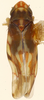 Habitus, dorsal view: Habitus (allotype, KSEM collection). (Observation).