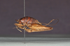 CollectionObject 1565983; 631bf415-76d6-4ba7-8f1b-58edb9af3f29: male, lateral view (holotype). (CollectionObject).
