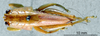 CollectionObject 1506482; 508d45ff-46b5-4bec-a0c5-41b5150501a3: male, dorsal view (syntype). (CollectionObject).