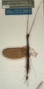 CollectionObject 1559660; NMW 1001, 38c01066-137e-468c-8f38-20444e27363a: copyright NMW, Vienna. male of synonym Marmessoidea perakensis (lectotype). (CollectionObject).
