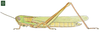 Chloroxyrrhepes virescens (Stål, 1873): Page 91, Figure 4. female habitus. (Otu).