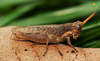 CollectionObject 2245790; Unioeste Cascavel K-0938, 3dbf2d79-42d6-4b8a-a344-9fa312596304: Female, in vivo, lateral view. (CollectionObject).
