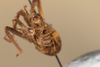 CollectionObject 1537339; 61d365f1-11bd-44b2-ab9d-920770231826: male, posterior view (syntype #2). (CollectionObject).