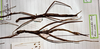 CollectionObject 1557589; 76e31599-2169-453b-b3a5-fdc3282de962: copyright MHNG Geneva. female (lectotype/paralectotype). (CollectionObject).