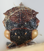 Head on Pogonella minuta (Goding, 1903): (Observation).