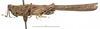 CollectionObject 1572230; 436bc8e0-0f2b-429b-b284-06453976ec17: male, lateral view (paralectotype). (CollectionObject).