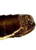 Pygofer, lateral view: Caudal abdomen, lateral view. U.S.A., Arizona, Chiricahua Mts., Rustler Park, INHS. (Observation).