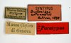 CollectionObject 1567871; ee82e13e-0e05-4d5f-9a55-b456594a9f91: labels (paralectotype). (CollectionObject).