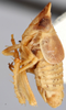 Habitus, lateral view on Chlidochrus mitjaevi Emeljanov, 1962: Holotype. (Observation).
