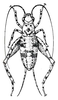 Oligacanthopus prograptus Rehn & Hebard, 1912: Fig. 223 b. male, dosal view (body length 6-6.7 mm). (Otu).