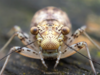 Mesopsocus immunis (Stephens, 1835): (Otu).