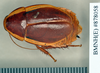 Dryadoblatta scotti (Shelford, 1912): Holotype, male, dorsal. BMNH(E)#878058. (Otu).