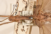 CollectionObject 1558798; f06fc7c1-fd2a-4ded-96ae-faf166c44fdb: copyright OUMNH. female: head & thorax, dorsal view of Necroscia gargantua (holotype). (CollectionObject).