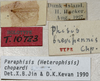CollectionObject 1476060; 24d09a36-2f7f-45f2-861e-b040af05ccfa: labels (holotype). (CollectionObject).
