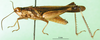 CollectionObject 1501328; 5190144e-4f39-40dc-8f8b-870c22cfb31f: male, lateral view (syntype of Chirista varians). (CollectionObject).