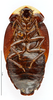 CollectionObject 1587307; MNHN(SF IMPORT DUPLICATE) MNHN-EP-EP1271, 33d4e758-a602-49aa-ab79-f450c3751298: CC BY-NC-ND 4.0/MNHN - Depraetere Marion - 2014. Paratype, female, of ampla Hebard, 1921. Specimen number: MNHN-EP-EP1271. http://coldb.mnhn.fr/catalognumber/mnhn/ep/ep1271. (CollectionObject).