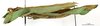 CollectionObject 1561246; 52514916-69bb-43da-8244-0084b226fad5: copyright MNHN, Paris. female of synonym Phyllium magdelainei, lateral view (holotype). (CollectionObject).