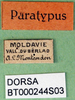CollectionObject 1502684; e4215c47-9704-4875-b210-1c044f9ba408: labels (paratype of Platycleis moldavica). (CollectionObject).