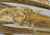 CollectionObject 1539600; d5aad2e0-fbf0-4e8d-b2c6-0455accae3a6: female subgenital plate (holotype). (CollectionObject).