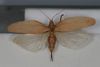 CollectionObject 1505773; a9a2bdcf-6f7e-47c1-88a6-003d3d71616d: female, dorsal view (holotype). (CollectionObject).