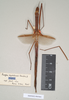 CollectionObject 1558845; NHMUK(SF IMPORT DUPLICATE) 845064, cd03d598-1739-4d2f-83fa-f6208436612e: copyright Natural History Museum, London. female (holotype). (CollectionObject).