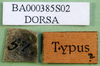 CollectionObject 1591807; 9d68b10d-d763-4203-94fd-ed38ff2e2475, DORSA BA000385S02: labels (syntype of Gryllus bicolor). (CollectionObject).