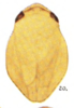 Habitus, dorsal view on Clastoptera flavicollis Fitch, 1851 now Clastoptera proteus Fitch, 1851: (Observation).