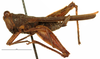 CollectionObject 1521842; OUM 704, cd123940-600e-4206-b4f0-8854e202de7a: female, lateral view (holotype). (CollectionObject).