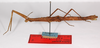 CollectionObject 1562377; ccd0cbd9-ce4b-429c-8a0b-2a2387320c7c: copyright ZMB, Berlin. female, lateral view (paratype). (CollectionObject).