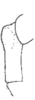 Muyscacris panchlora Hebard, 1923: Pl. 17, Fig. 4. female, fastigial production, profile. (Otu).