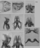 Melanoplus artemisiae Scudder, 1897: male genitalia. (Otu).