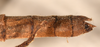 CollectionObject 1557574; 242ab01e-8269-42d4-896a-9541a67500c1: copyright OUMNH. female: end of abdomen, dorsal view Necroscia sangarius (lectotype). (CollectionObject).