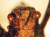 CollectionObject 1564993; 0c74875a-8e60-4bca-918b-c0fad235b41b: male head, dorsal view (holotype). (CollectionObject).