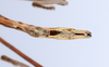 CollectionObject 1557635; 692daa00-b157-45e3-9c28-015a6ef8ad9a: copyright ZMUH, Hamburg. male: end of abdomen, ventral view (holotype). (CollectionObject).