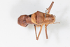 CollectionObject 2203496; ab6aa4a4-e54e-438e-983b-e09d6cf68836: Male, dorsal view (syntype). (CollectionObject).